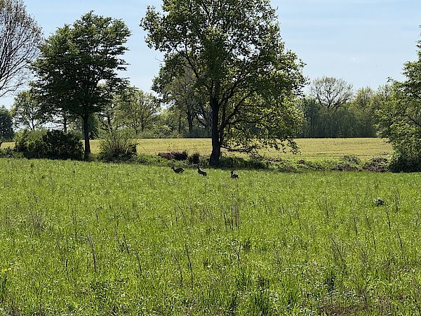 baugrundstück henstedt-ulzburg
